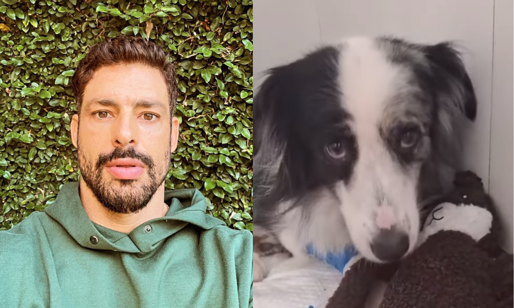 caua-reymond-atualiza-estado-de-saude-de-sua-cachorrinha-shakira