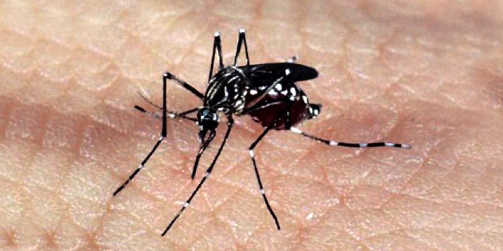 autoridades-sanitarias-alertam-para-alta-nos-casos-de-dengue-na-europa