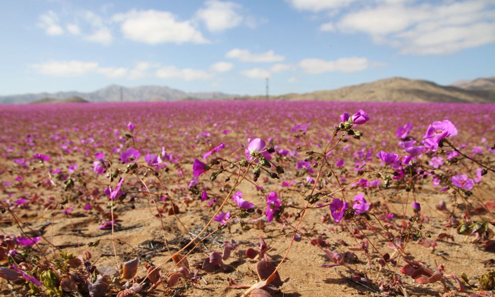 chuvas-incomuns-no-chile-fazem-deserto-do-atacama-florescer