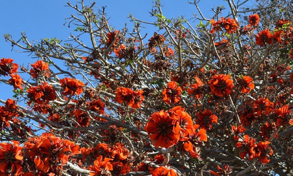 pesquisadores-mudam-nome-de-mais-de-200-plantas-devido-a-expressoes-consideradas-racistas