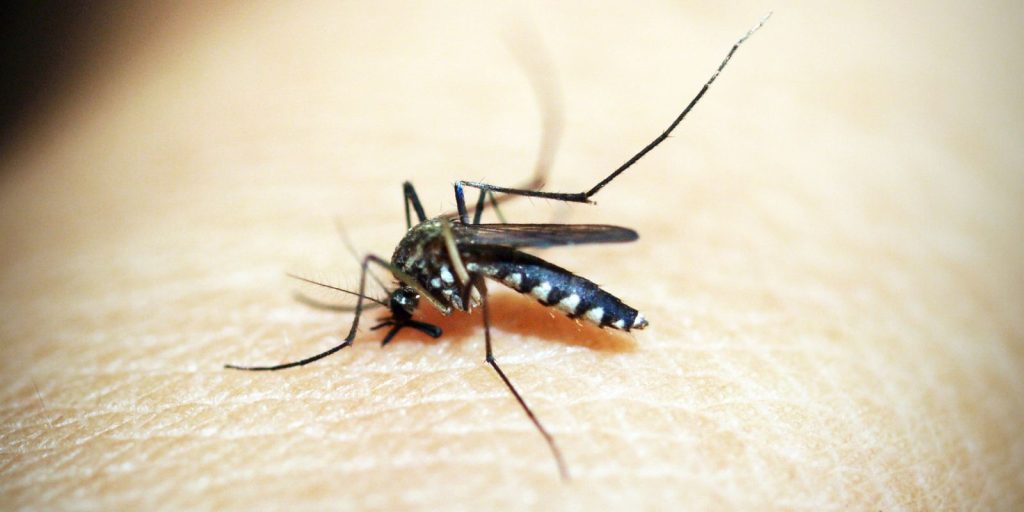 mosquito-e-o-animal-que-mais-mata-no-mundo;-veja-os-cuidados