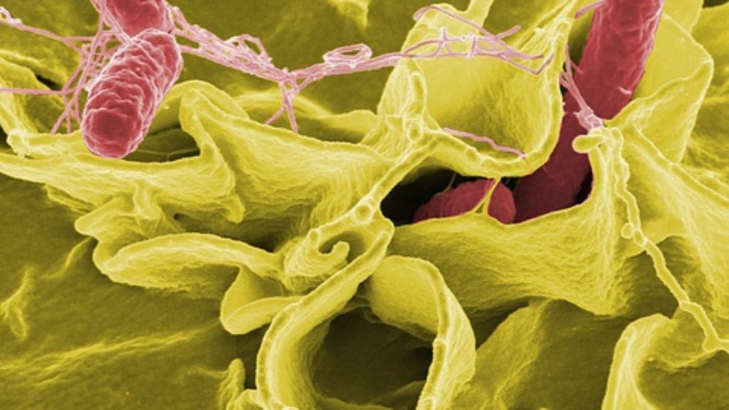 salmonella:-saiba-mais-sobre-a-bacteria-que-pode-ter-contaminado-lotes-de-bala-dori