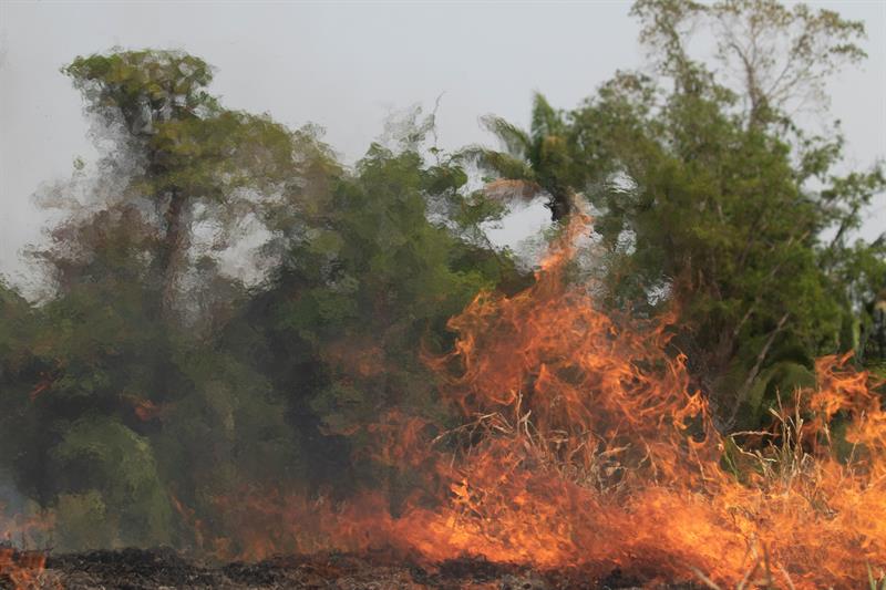 deputado-alex-manente-pede-que-governo-assuma-responsabilidade-com-preservacao-da-amazonia