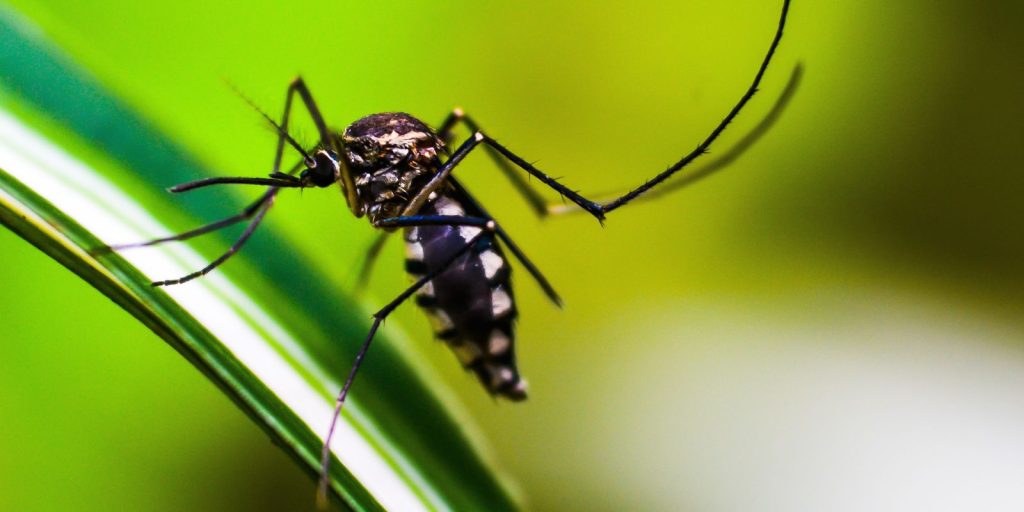 metodo-wolbachia-contra-o-aedes-mira-cidades-da-bacia-do-paraopeba