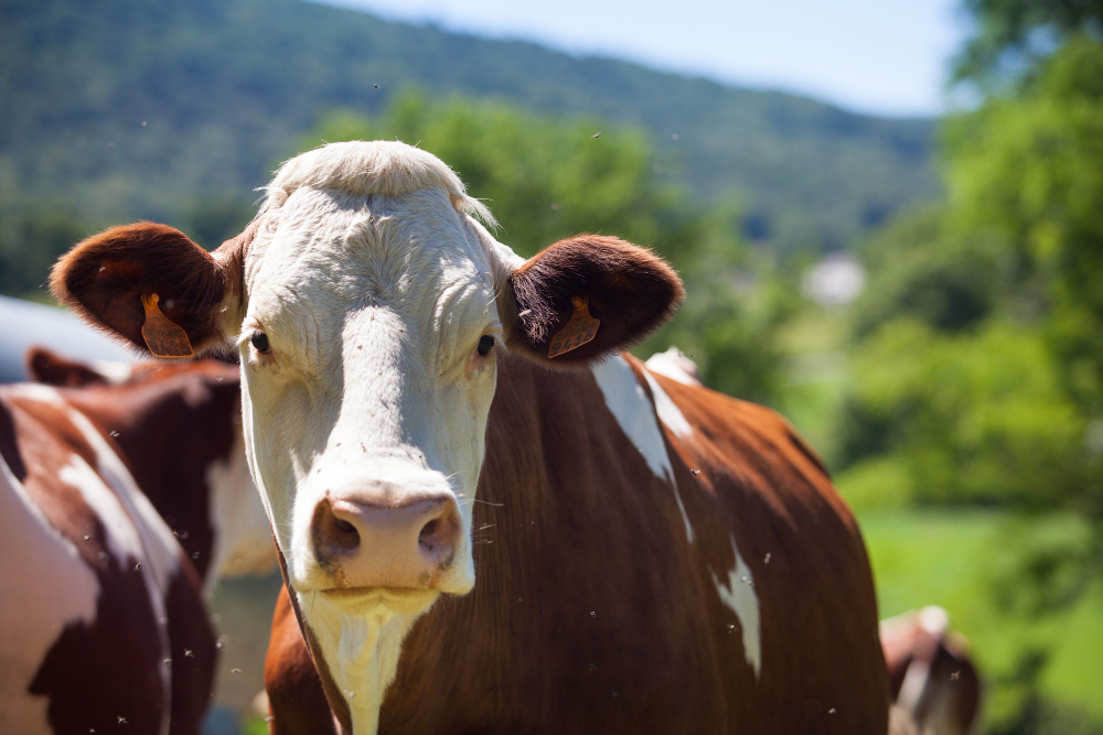 exportacao-de-carne-bovina-bate-recorde-em-setembro,-diz-abiec