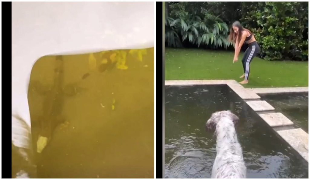 anitta-encontra-iguana-em-sua-piscina-em-miami-apos-furacao-milton