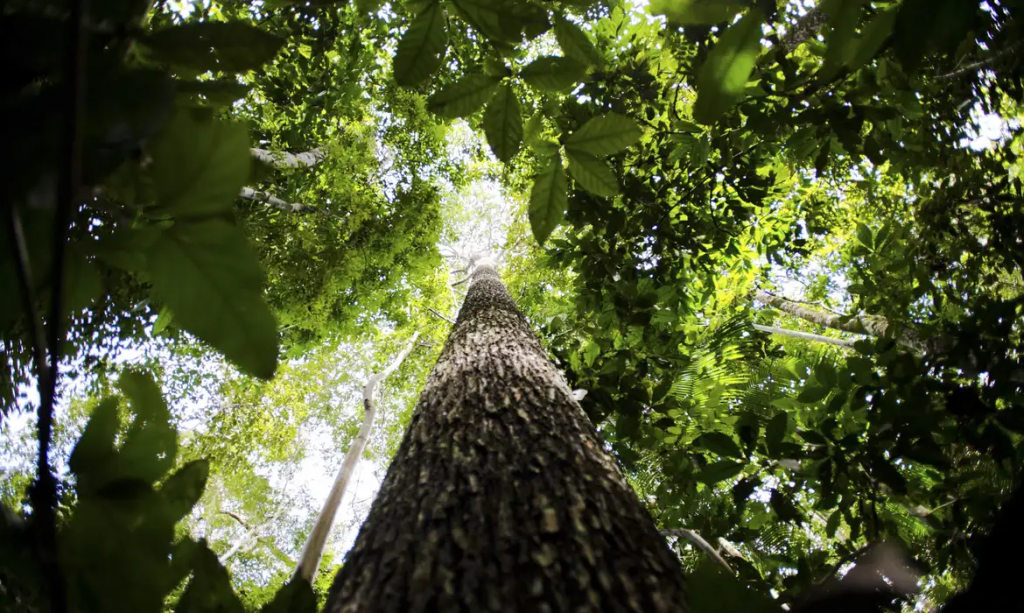 indigenas-da-amazonia-formam-g9-em-prol-da-protecao-do-bioma-e-dos-provos-tradicionais