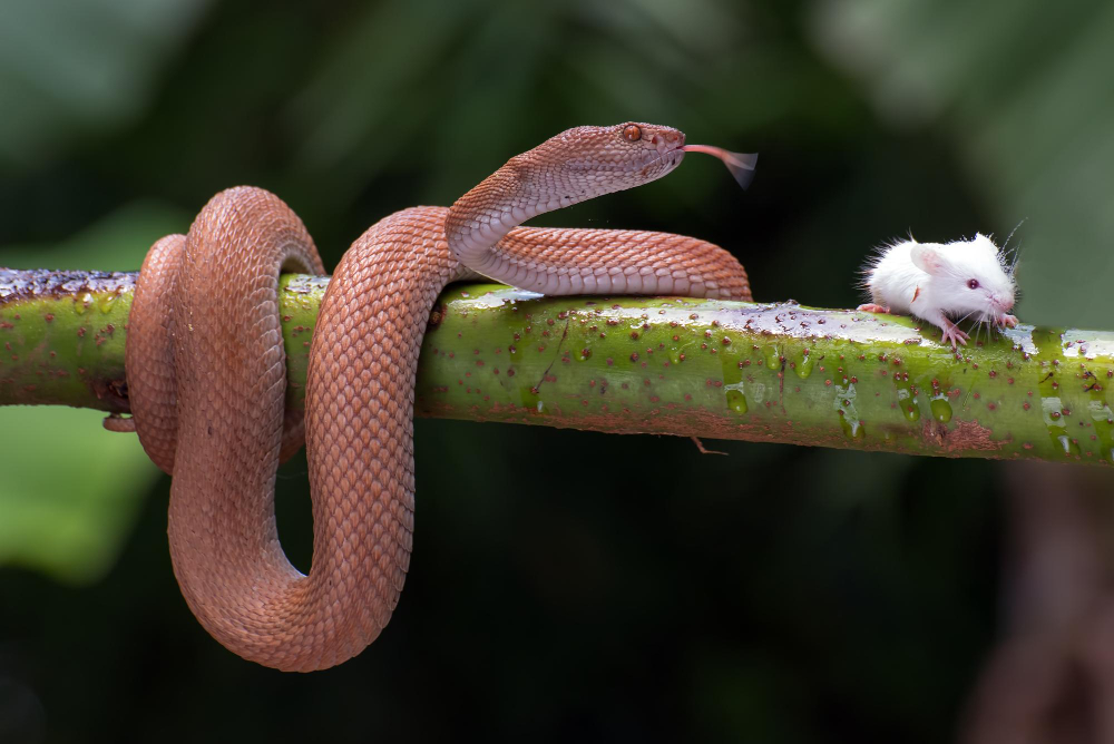 ilha-no-pacifico-enfrenta-crise-ambiental-por-invasao-de-serpente-arborea-marrom