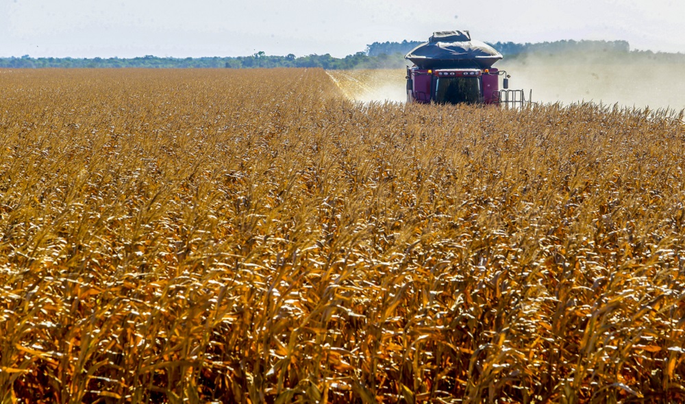 ministerio-da-agricultura-projeta-crescimento-de-11,5%-no-valor-bruto-da-producao-agropecuaria-para-2025