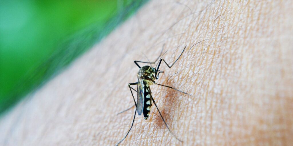 dengue-e-febre-amarela-tem-aumento-de-casos-e-obitos-em-sao-paulo