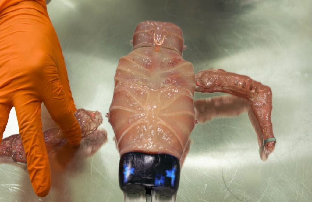 robo-organico-bizarro:-o-que-esta-por-tras-do-projeto-que-viralizou-nas-redes