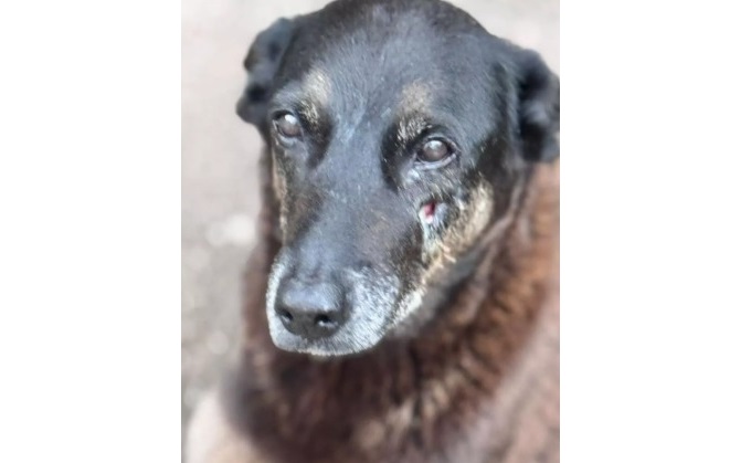 cao-orelha:-quais-punicoes-os-jovem-podem-sofrer-pela-morte-do-animal
