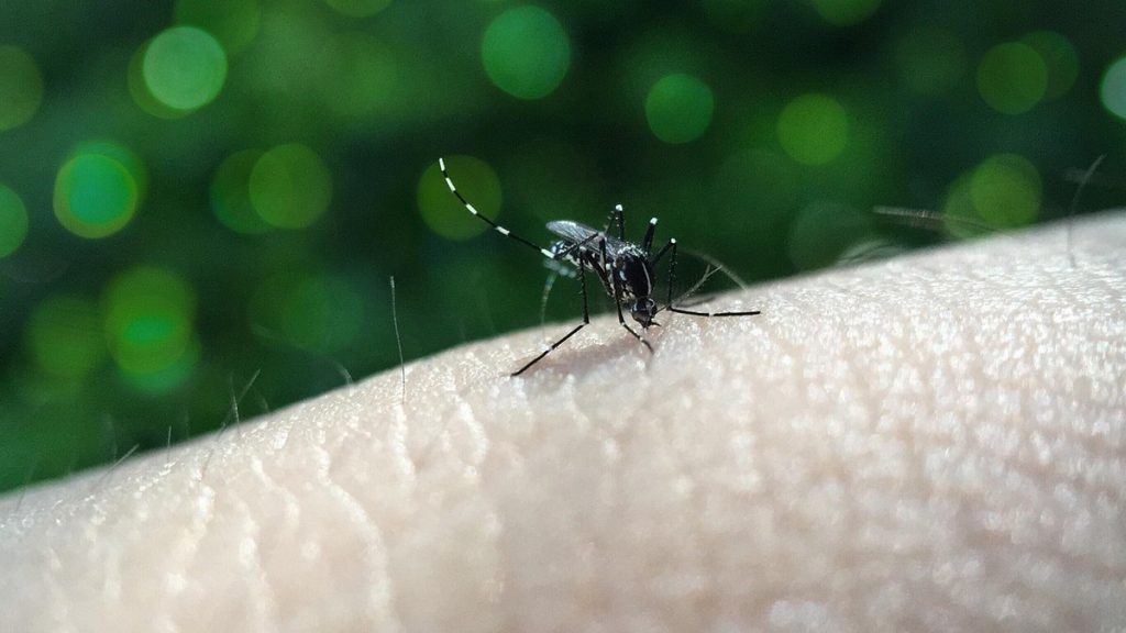 sp:-primeira-morte-de-2026-por-dengue-e-confirmada-no-estado