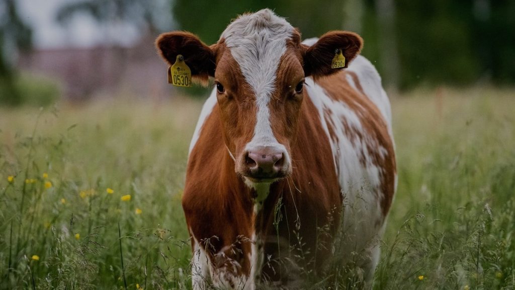 projeto-oferece-tecnologia-qr-code-em-produtos-de-origem-animal