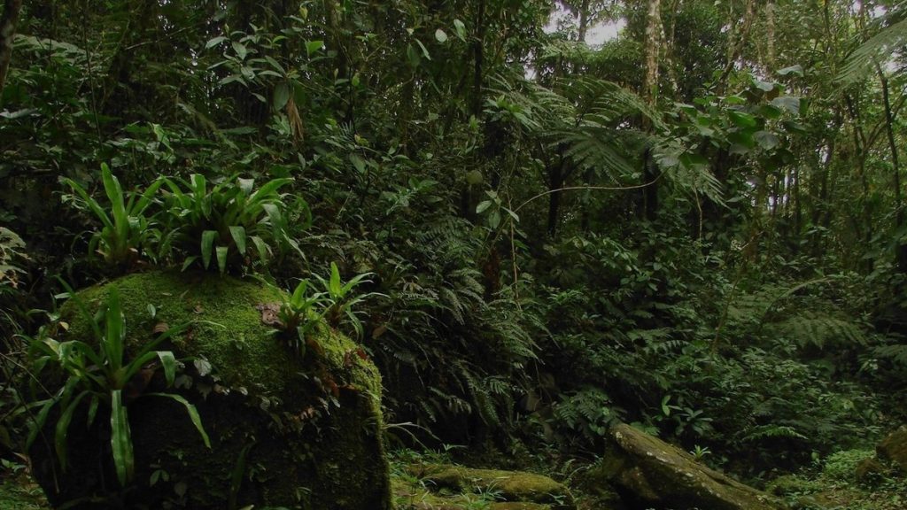 mata-atlantica-pode-ser-referencia-em-agro-sustentavel,-diz-estudo