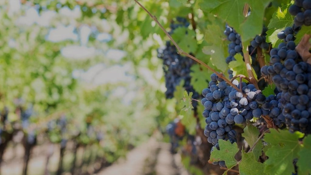 mudancas-climaticas-afetam-a-producao-de-vinho
