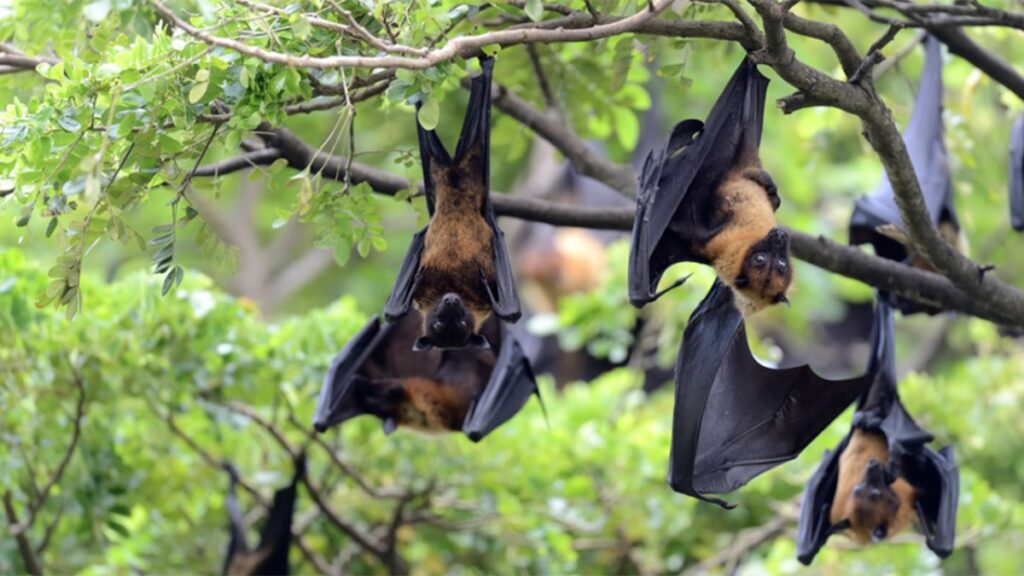 virus-nipah-coloca-110-pessoas-em-quarentena:-quais-os-riscos?
