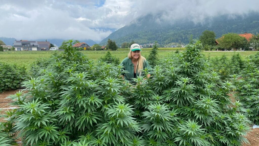 anvisa-aprova-novo-marco-regulatorio-para-cannabis-medicinal